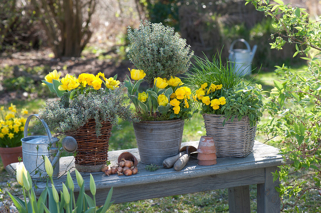 Thymus citriodorus ( Zitronenthymian ), Tulipa 'Calimero' ( Tulpen )