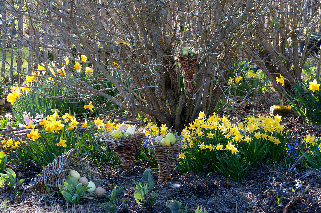 Easter in the garden with Narcissus 'Jetfire', 'Tete A Tete'