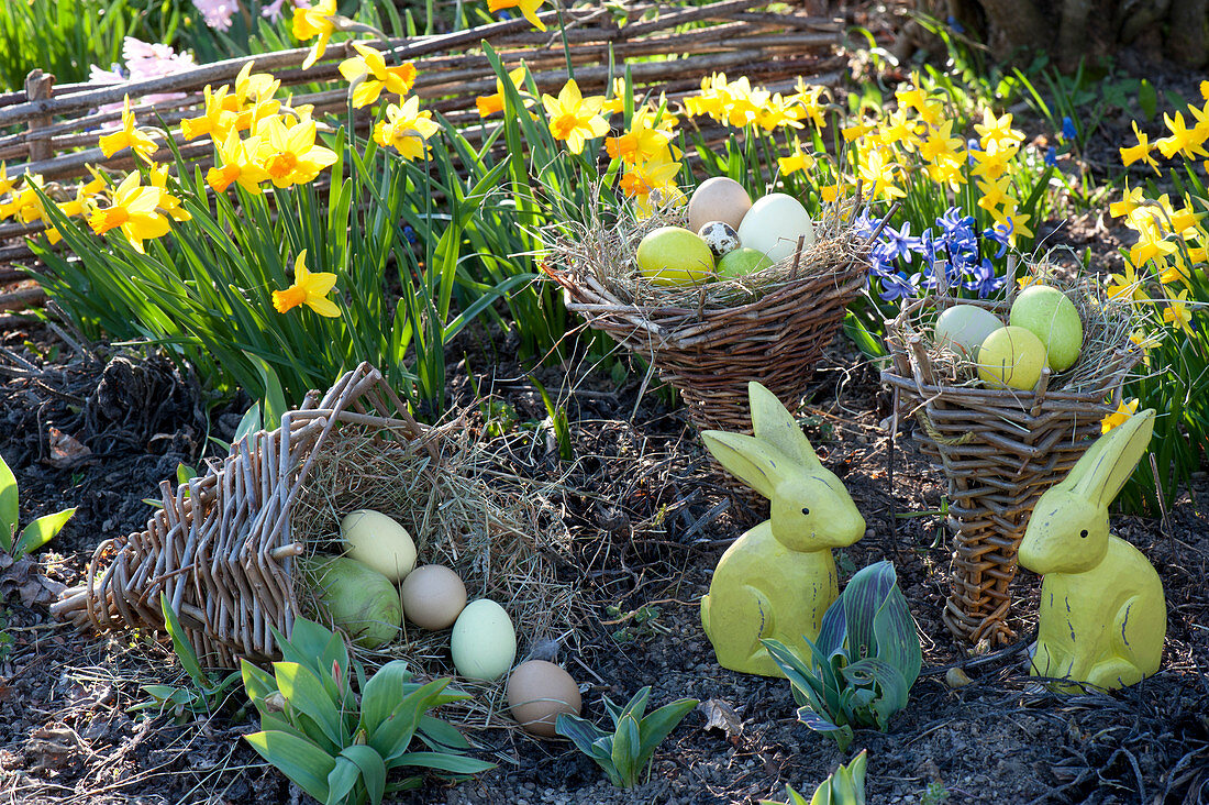Ostern im Garten mit Narcissus 'Jetfire' 'Tete a Tete' ( Narzissen )