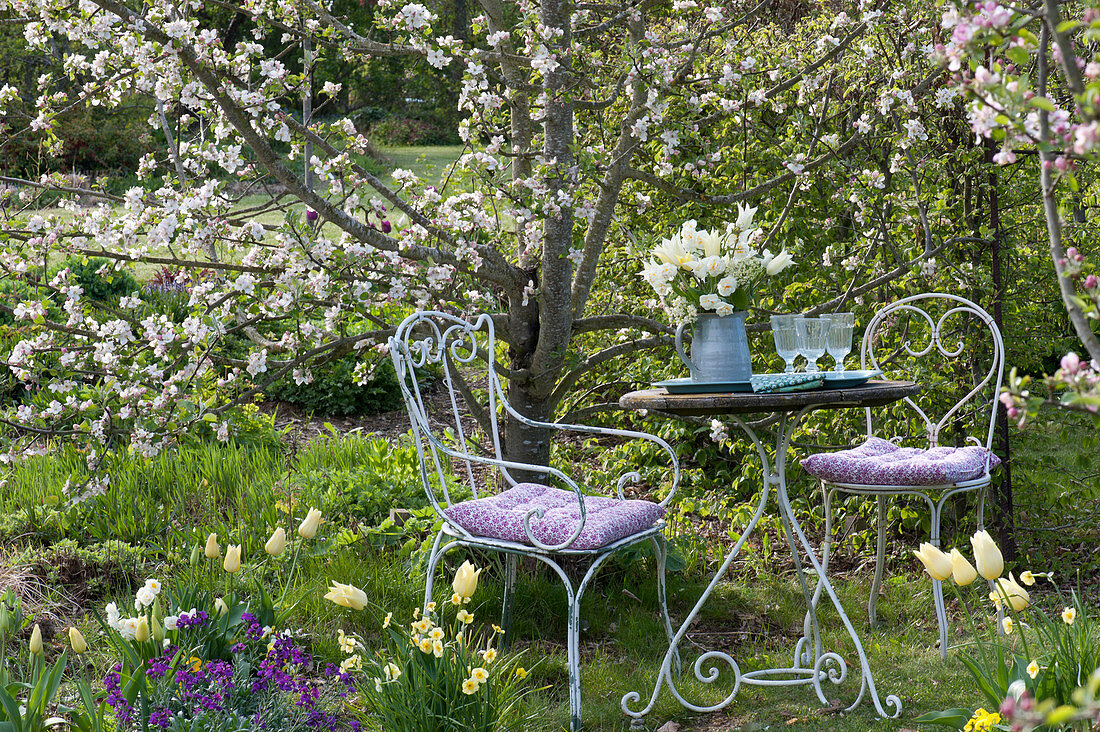 Sitzplatz vor Malus ( Zierapfel ) mit Stauß aus Tulipa 'Purissima' 'Budlight
