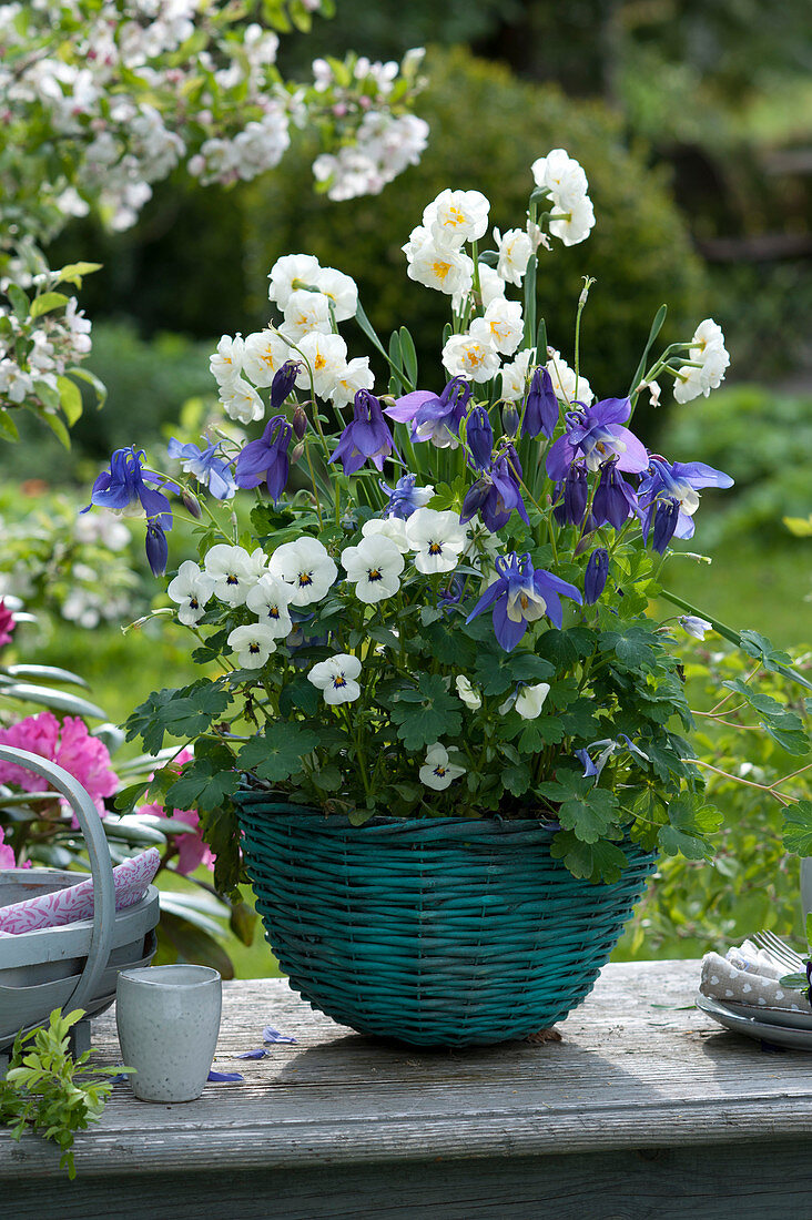 Spring basket with Viola cornuta, Aquilegia
