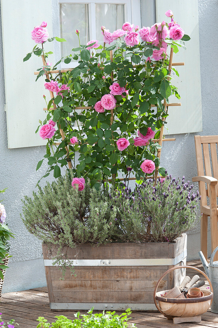 Pink 'Gertrude Jekyll' (English fragrance rose) on the trellis