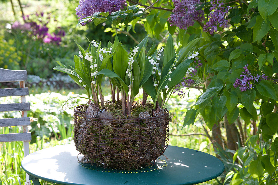 Wire basket planted with Convallaria majalis in moss and bark