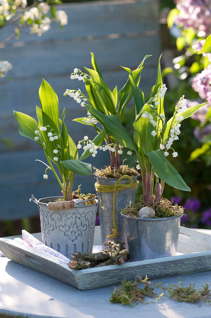 Convallaria majalis ( Maiglöckchen ) in Blechtöpfen auf Holztablett