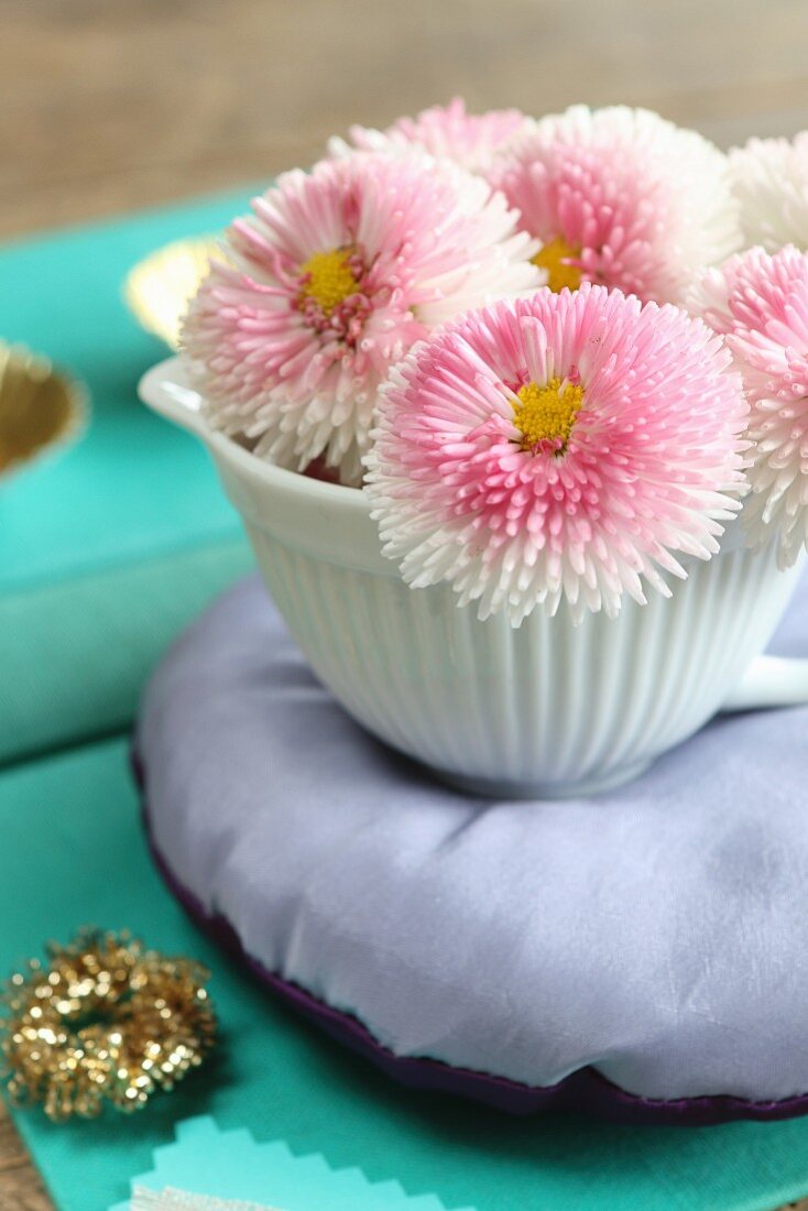 Bellis in small jug on small cushion