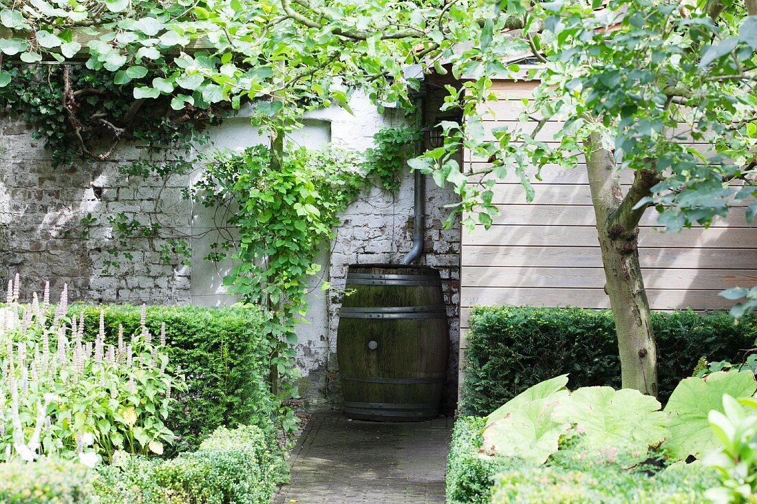 Old barrel used as water butt against garden wall in summery garden