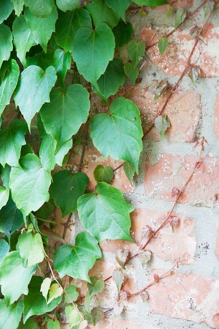 Virginia creeper growing over brick wall
