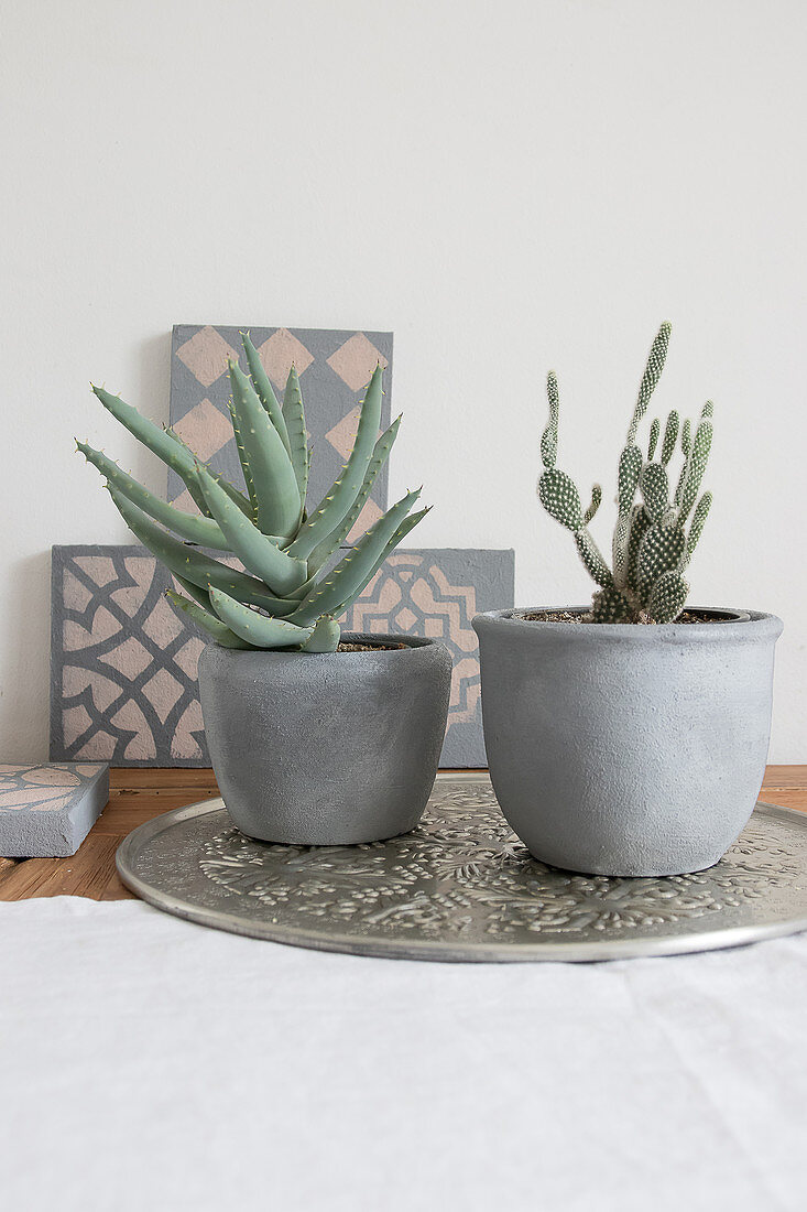 Succulent and cactus in cache pots painted with concrete paint