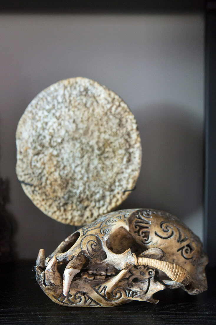 Engraved animal skull in display case