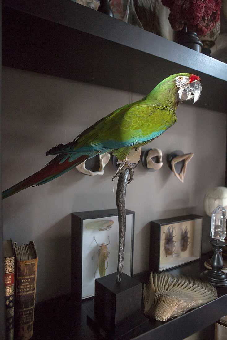Stuffed parrot amongst collection of curiosities on shelves