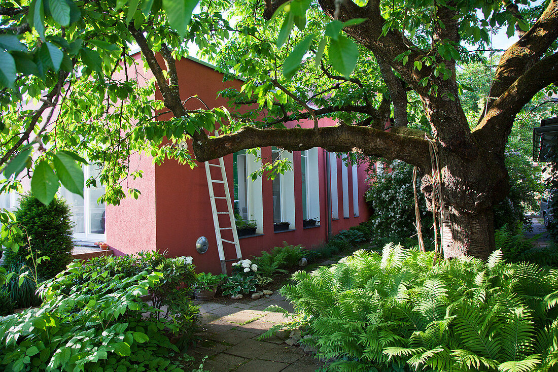 Großer Baum im Garten mit Farn um ein modernes rotes Haus