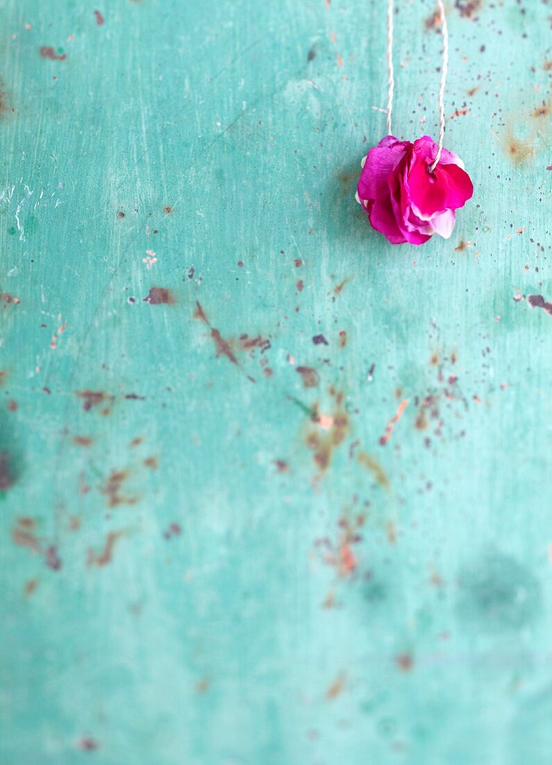 Rosenblütenblätter auf einer Schnur vor türkisem Hintergrund