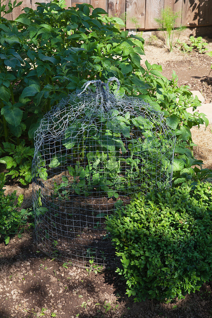 Bell-shaped trellis made from chicken wire in vegetable patch