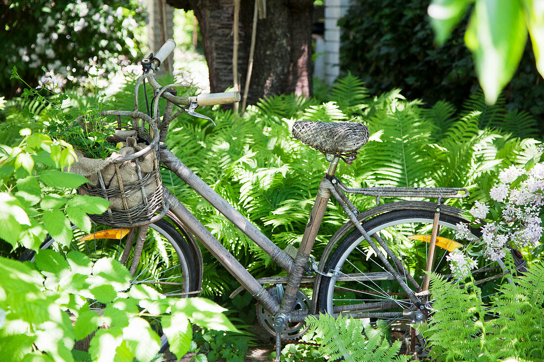 Old bicycle amongst ferns in garden