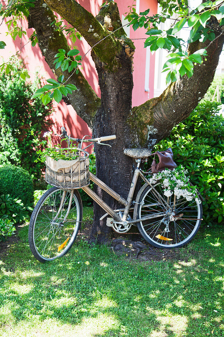 Old bicycle with flowers in basket leaning against tree