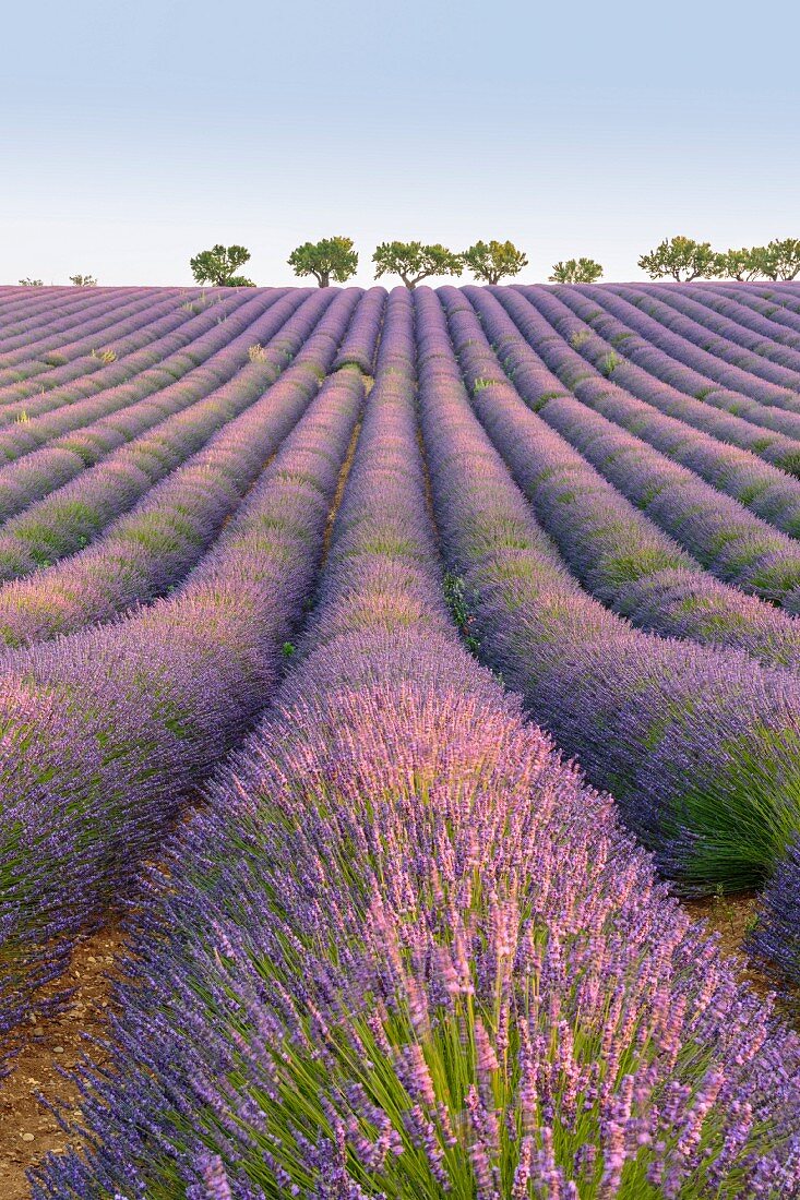 Lavendelreihen, Plateau de Valensole, Alpes-de-Haute-Provence, Provence-Alpes-Côte d Azur, Frankreich