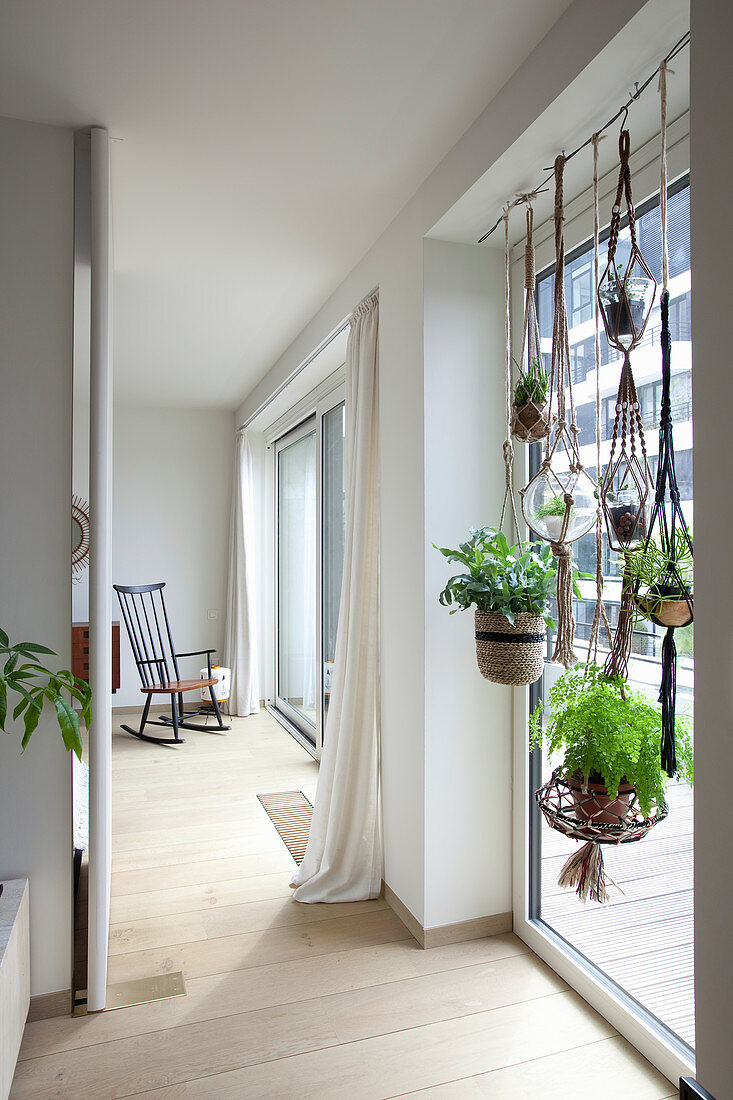 House plants suspended in large living room window