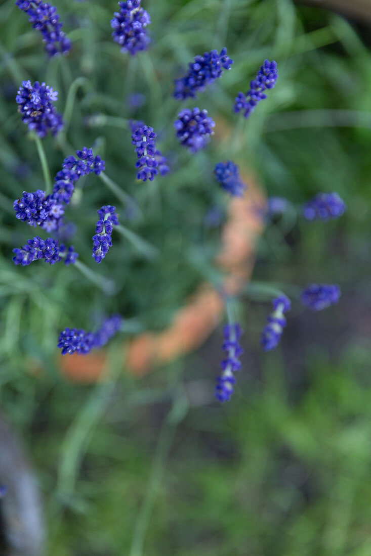 Blaue Lavendelblüten vor unscharfem Hintergrund