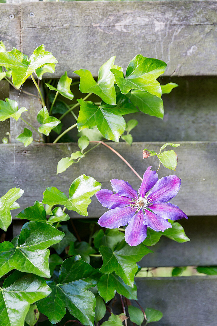 Purple clematis flowers amongst ivy tendrils on garden fence