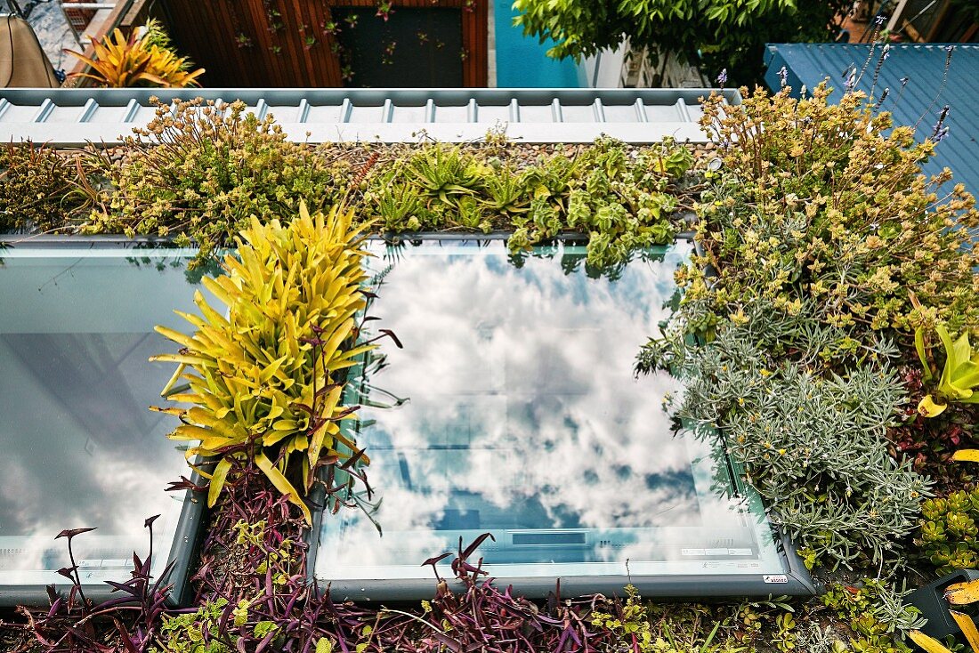 Flat roof with exotic plants and two roof windows