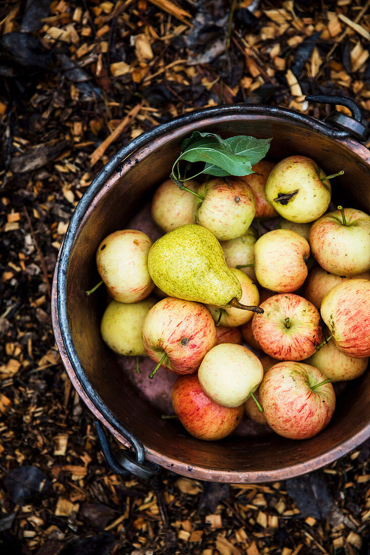 Pear and apples in a copper bucket