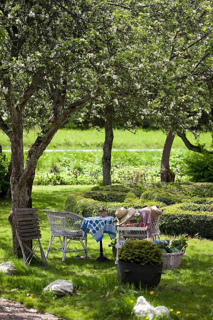 Sitzplatz mit Korbstühlen unter blühenden Obstbäumen im Garten