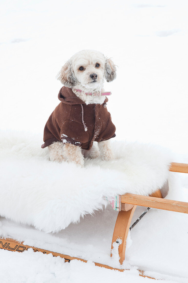 Winterlich angezogener Hund auf Schlitten im Schnee