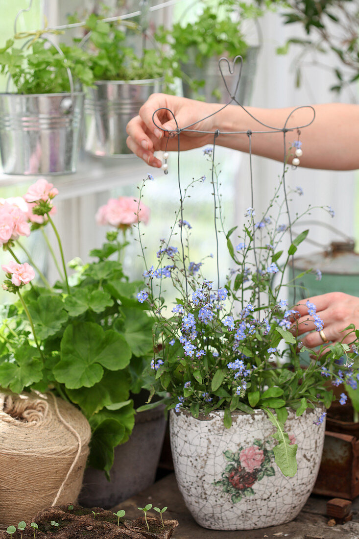 Handmade wire plant support in potted forget-me-nots