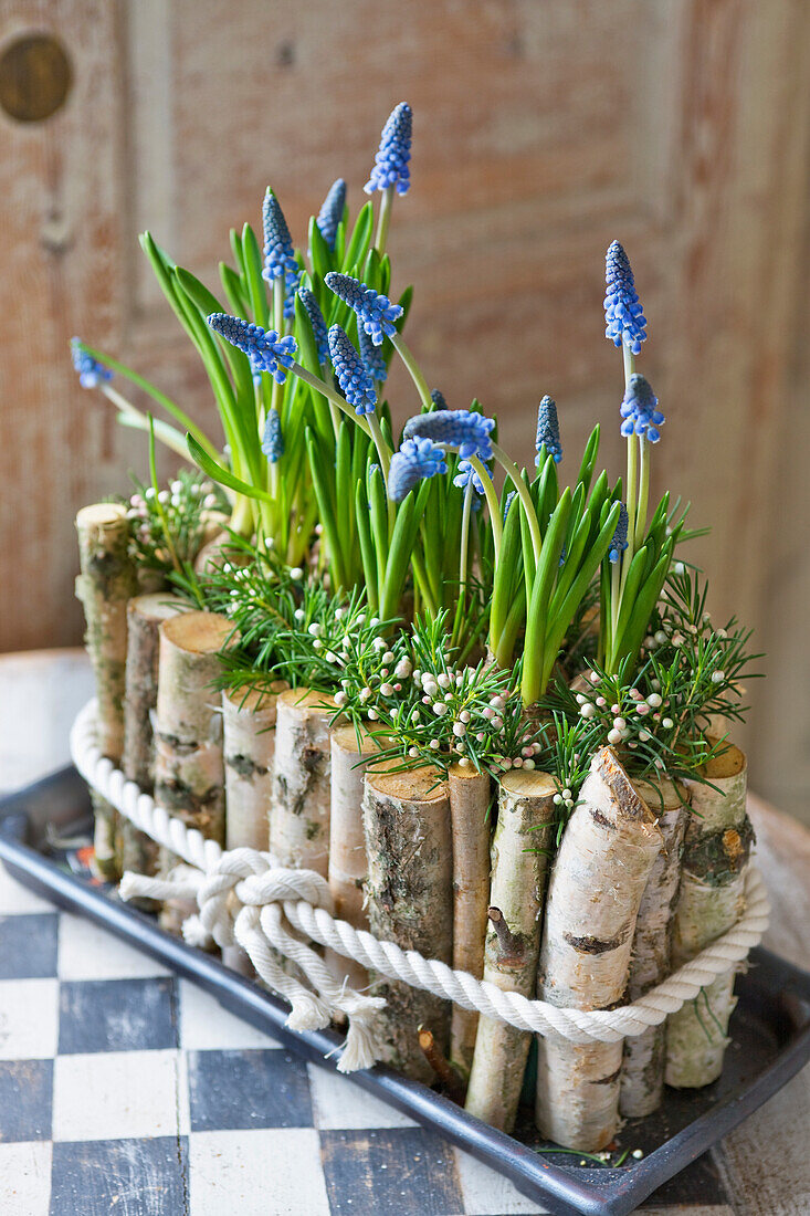DIY-flowerpots made out of birch branches with grape hyacinths