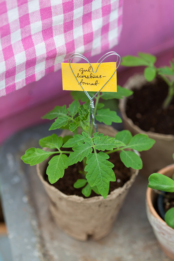 Tomato seedling with heart-shaped wire decoration