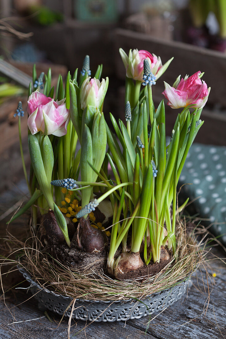 Tulips and grape hyacinths in nest of hay on metal tray