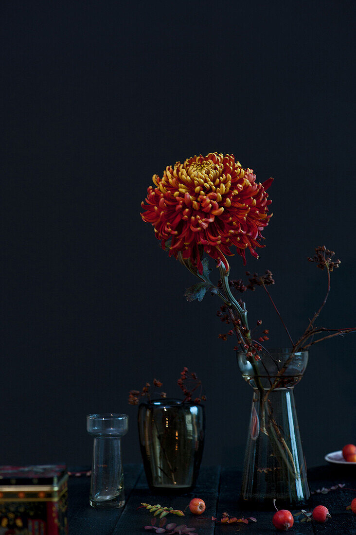 Single chrysanthemum in a vase against a dark background