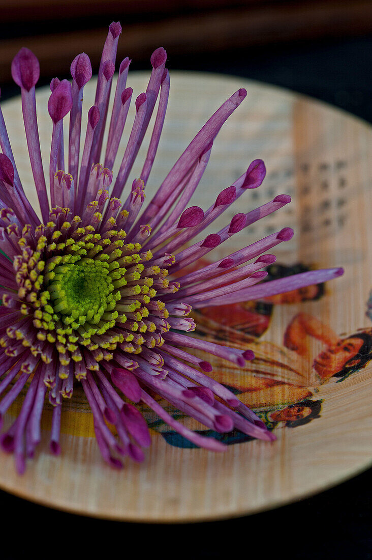 Chrysanthemum on a decorative bamboo plate