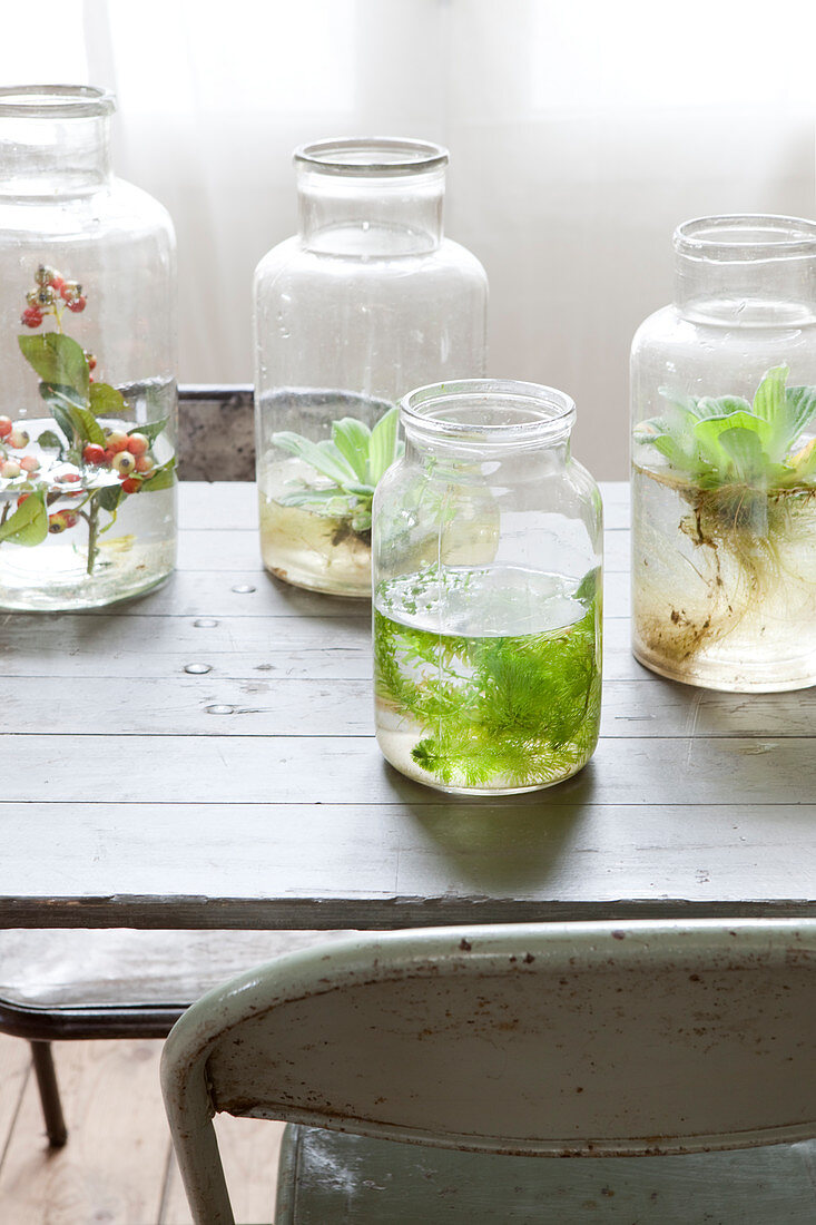 Plants in glass jars with water