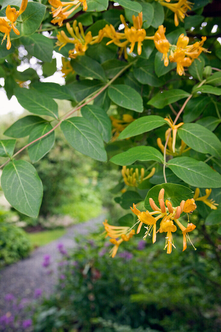 Blühendes Gartengeißblatt (Lonicera caprifolium)