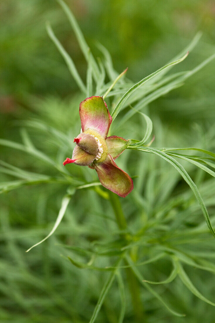 Samenstand einer asiatischen Pfingstrose (Paeonia anomala), Detail