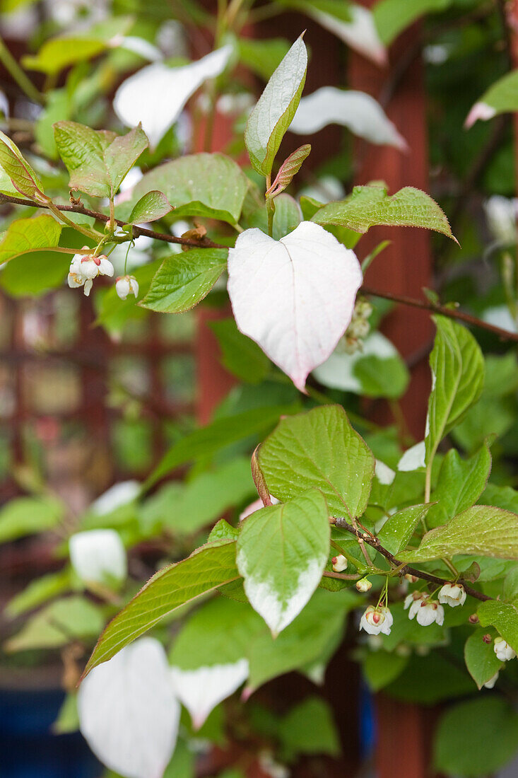 Chinese gooseberry (Actinidia deliciosa), colomicta