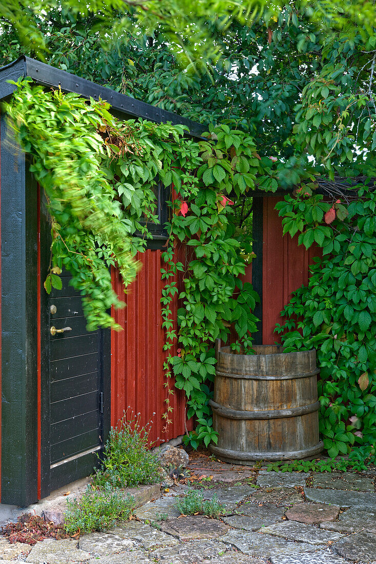 Blocksauna im eingewachsenen Garten mit Weinranken