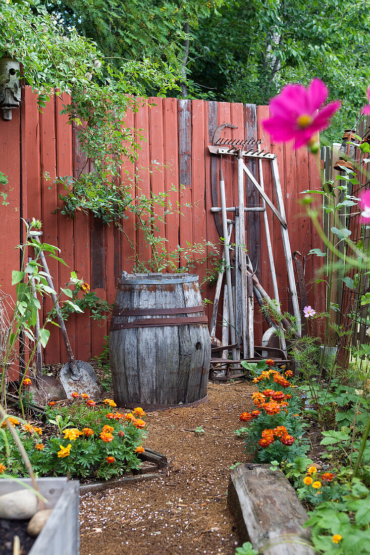 Old wooden barrel and garden tools in front of wooden wall in a garden during summer