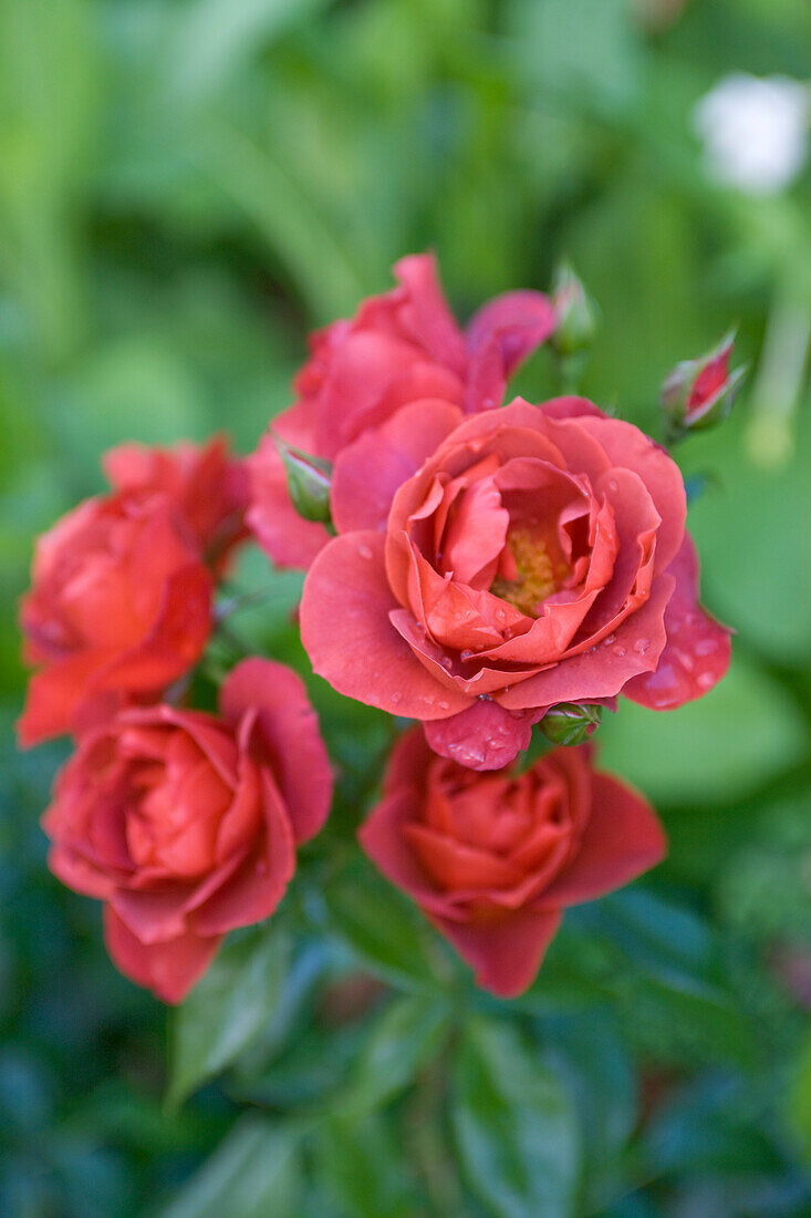 Red blossoming roses