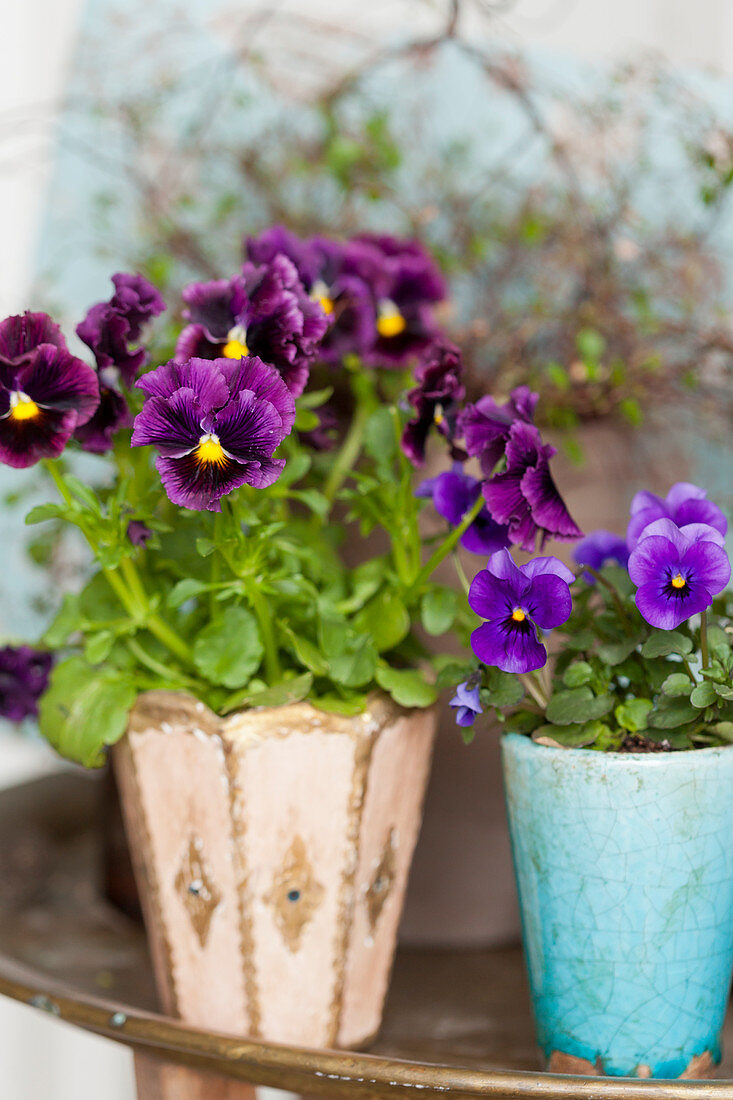 Purple and lilac violas in vintage-style pots
