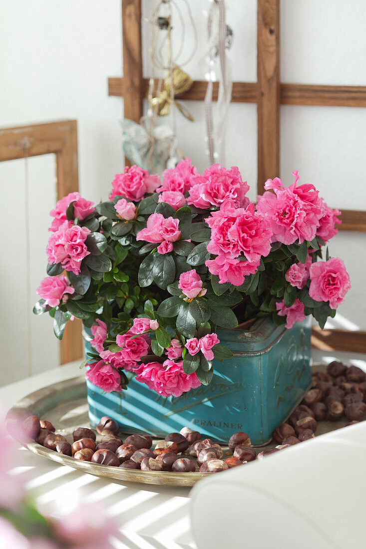 Pink-flowering azalea planted in old, turquoise tin