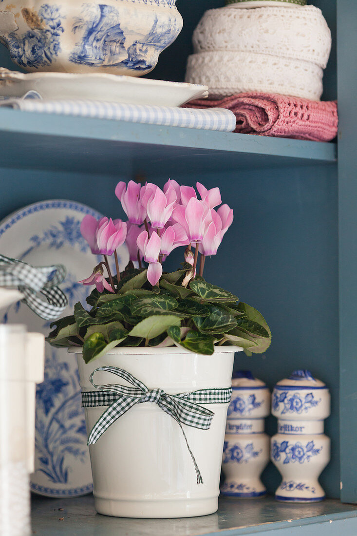 Cyclamen and vintage-style crockery in blue and white on shelves