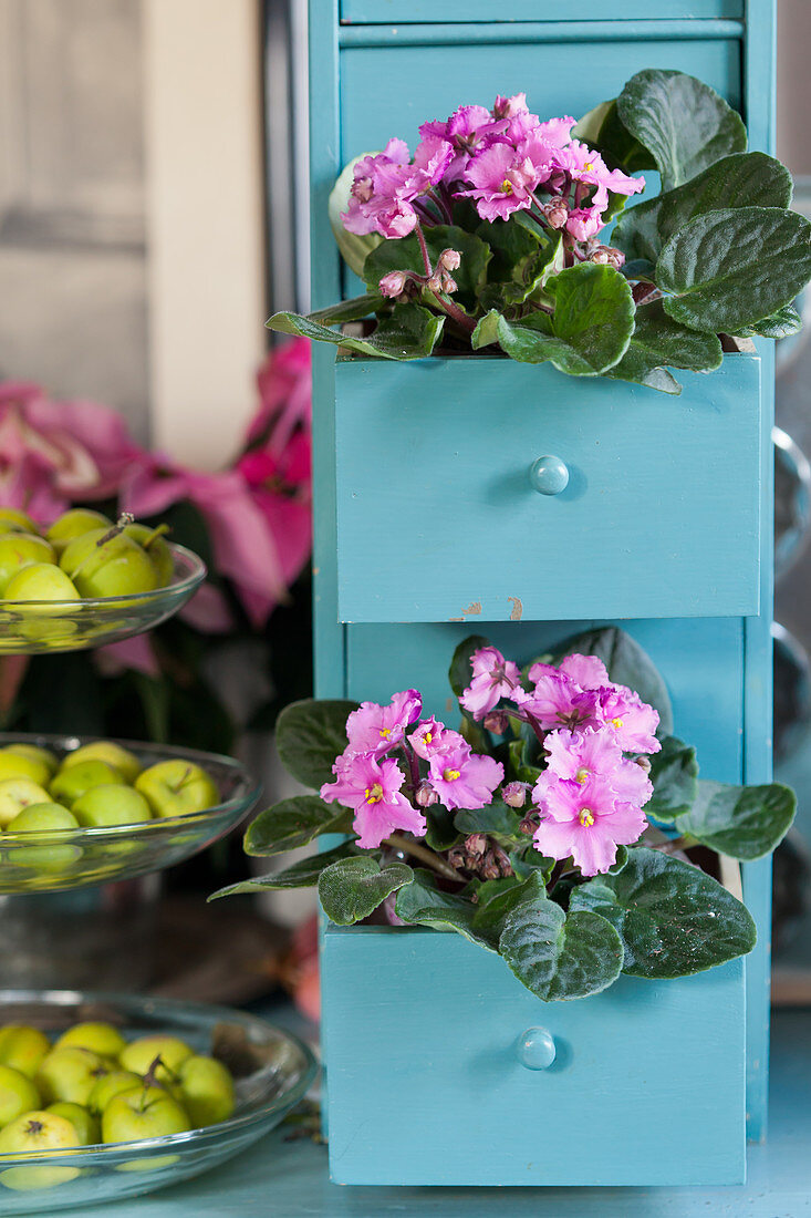 African violets arranged in turquoise drawers