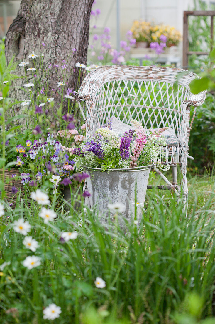 Bouquet of lupins in metal bucket in front of weathered wicker chair in garden