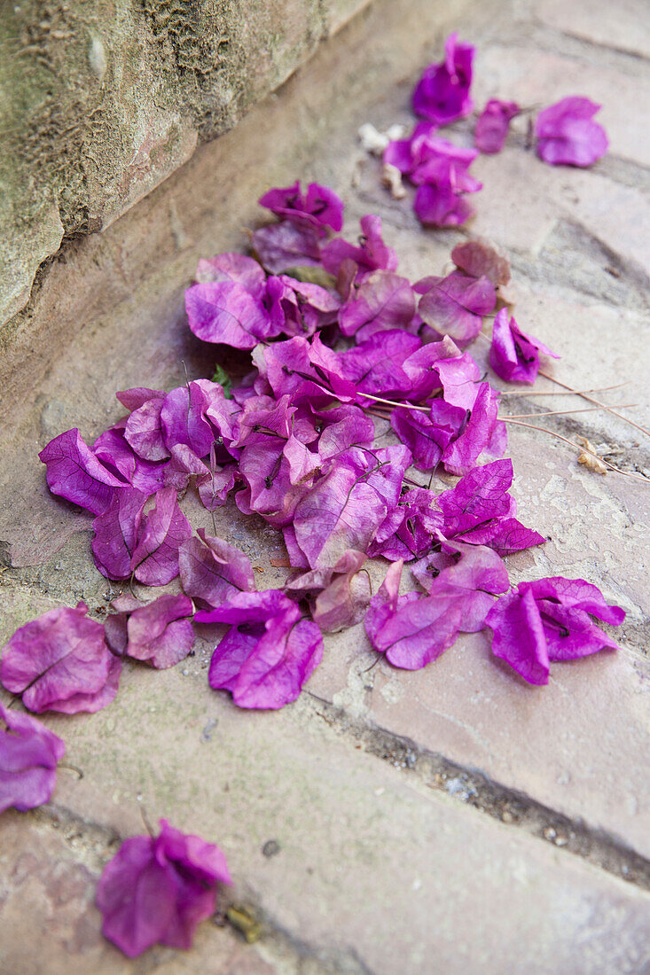 Bougainvillea petals on the floor