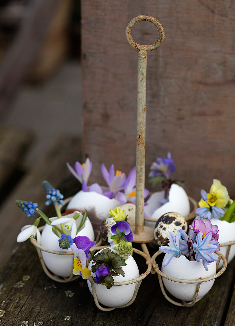 Alter Eierhalter mit Frühlingsblumen in Eierschalen als Väschen