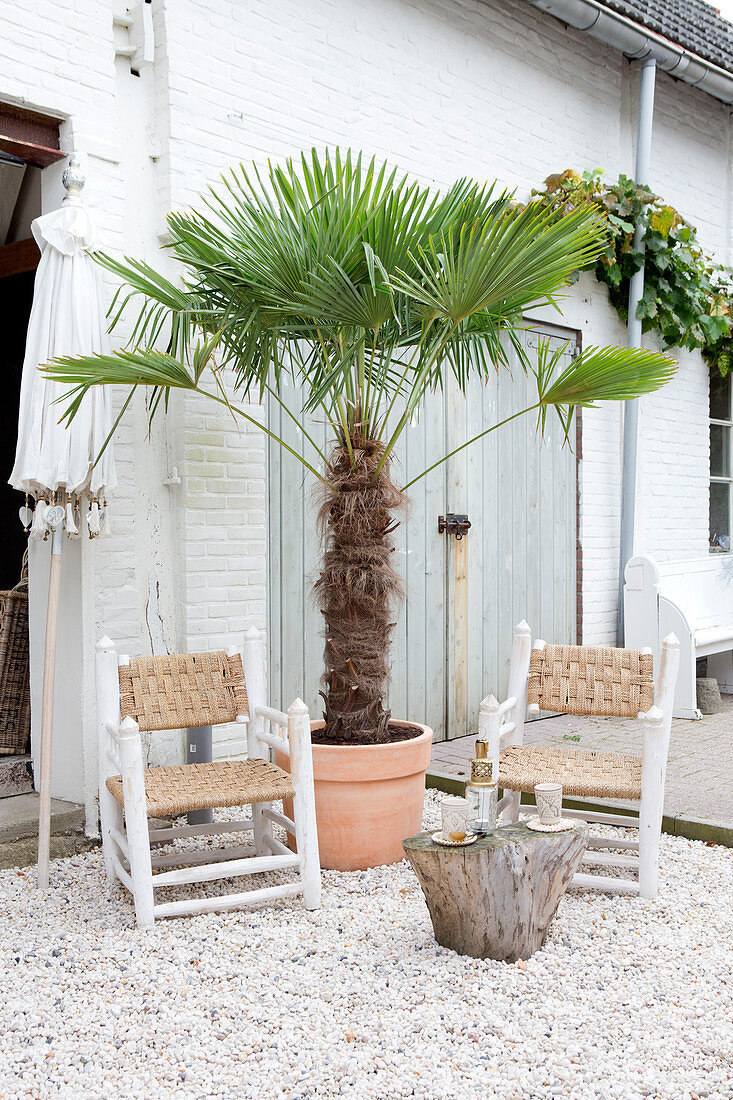 Palm tree and two colonial chairs in the inner courtyard with a gravel floor