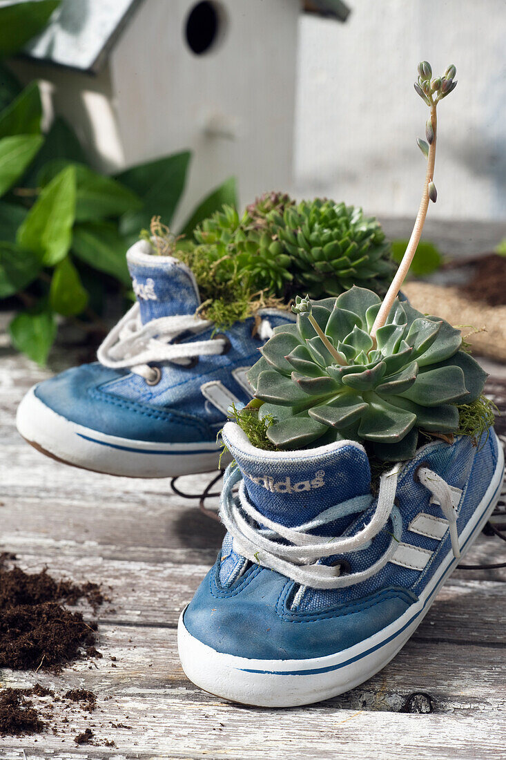 Succulents planted in old trainer