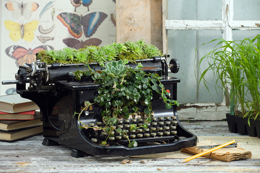 Sukkulenten auf alter Schreibmaschine eingepflanzt